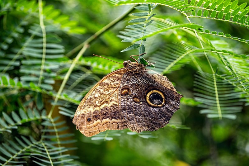 Avoiding Butterfly Effects
